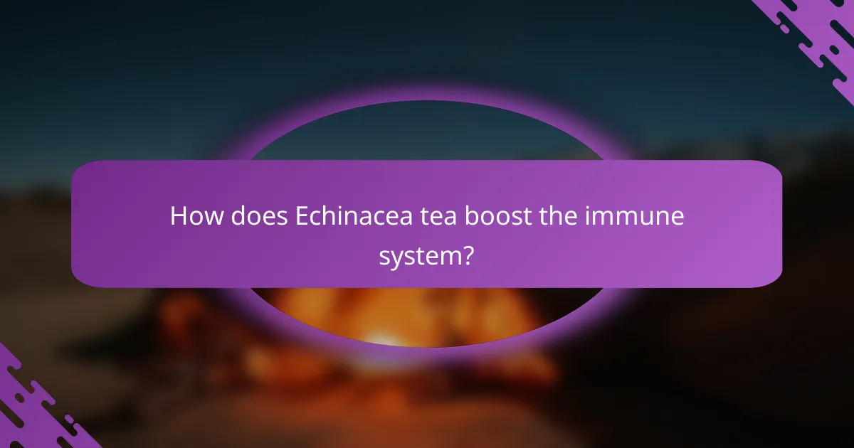 How does Echinacea tea boost the immune system?